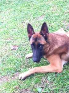 malinois 1jpg