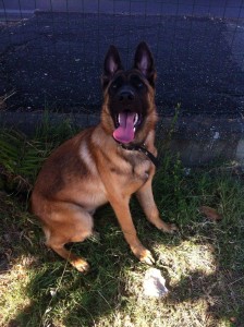 malinois