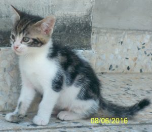 adanatali