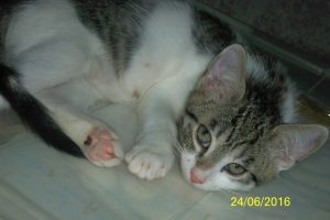 indio b