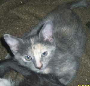 stellina a