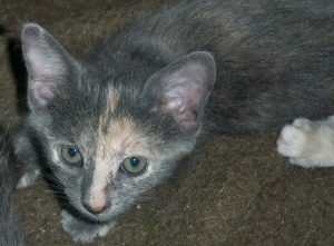 stellina c