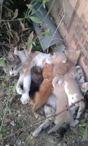 IMG-20160630-WA0011