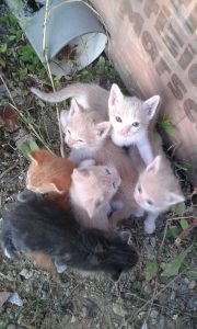 IMG-20160630-WA0012