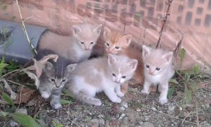 IMG-20160630-WA0015