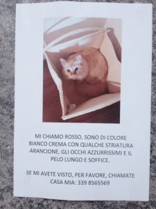 gattosmarritomonteverde