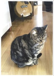 gattina