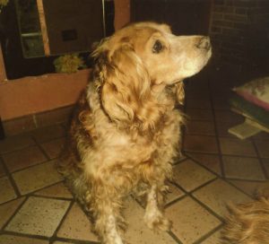 cane-billa