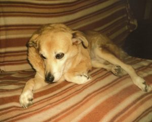 cane-blondy