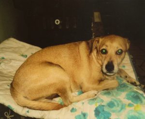 cane-chicco