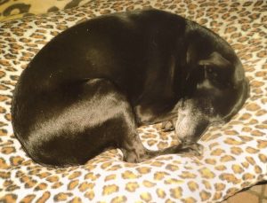cane-lola