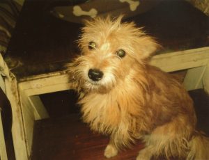cane-piccola