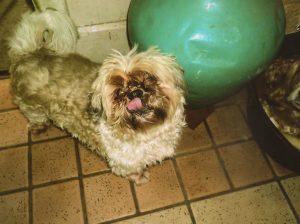 cane-romeo