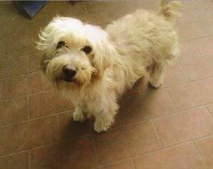 cane-scheggia