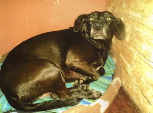cane-titta