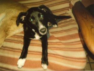 cane-zara