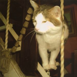 gatto-gas